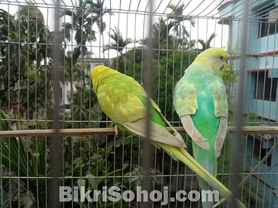 বাজরিগার রানিং পেয়ার